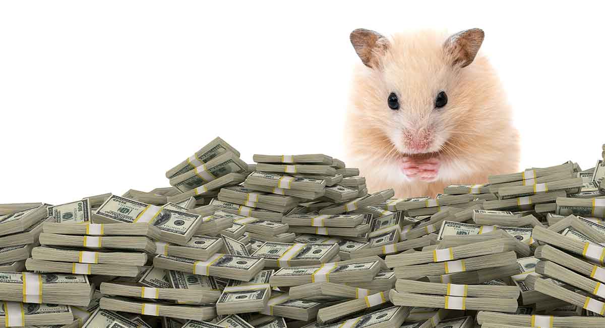 Belajar Dari Hamster dalam Membuat Dana Darurat